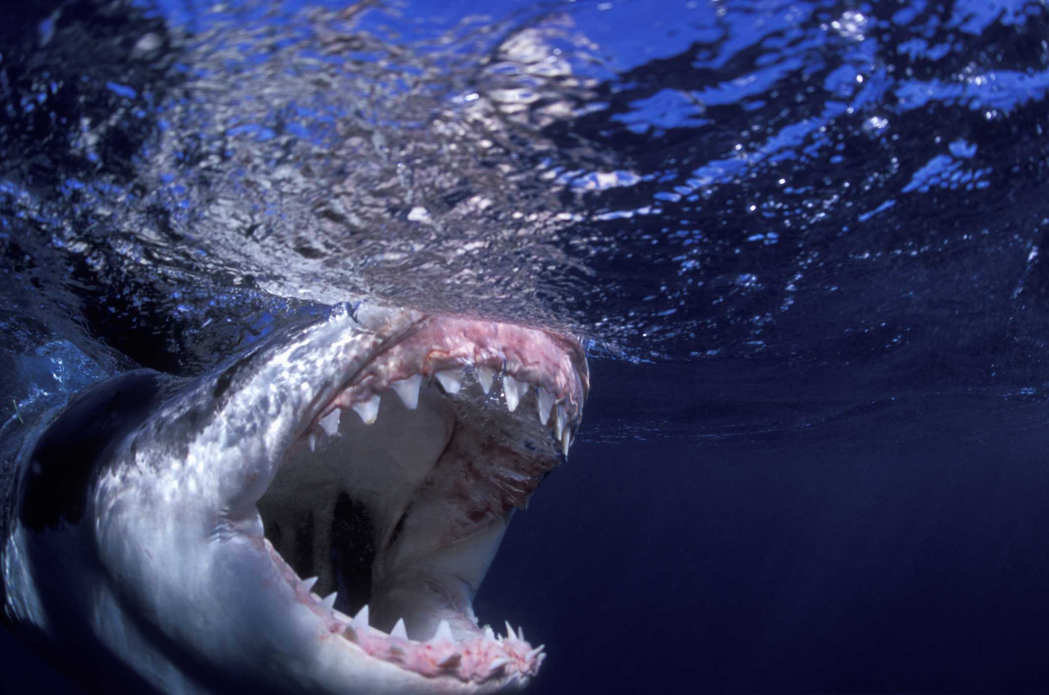 Самая большая пасть. Акула МЕГАЛОДОН. МЕГАЛОДОН челюсть. Зуб акулы МЕГАЛОДОН. Пасть акулы МЕГАЛОДОН.